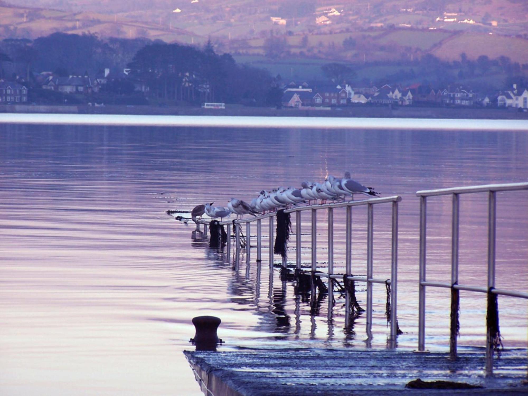 The Oystercatcher Lodge Carlingford Zewnętrze zdjęcie